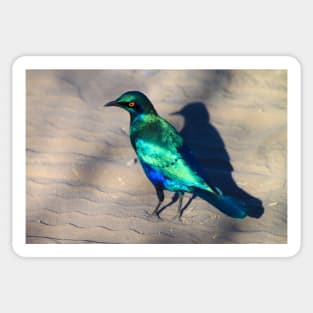 African Blue Starling Bird Sticker